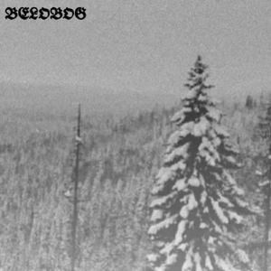 Winter Forest