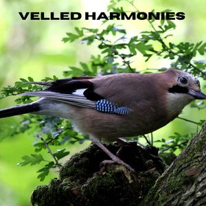 Static of Sublimity (Loopable, No Fade)