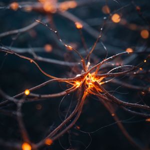 Neural Awakening