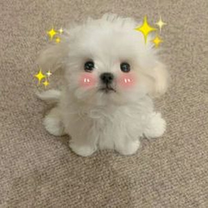 sequencia da dz7 (Speed up)