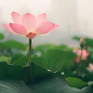 五音疗愈·宫音 (调理脾胃 改善气色)