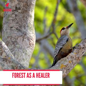 Hollow Trees Creaking