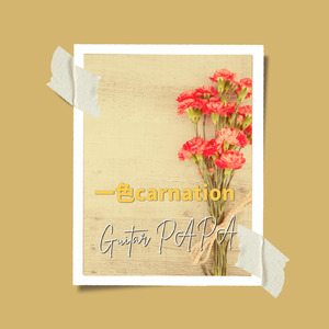 一色carnation