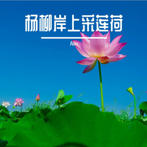 杨柳岸上采莲荷-整曲 伴奏