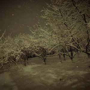 香蕉分梨（prod by 毒猫毒猫）