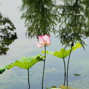 细说往事（竹笛版）（翻自 南方二重唱）