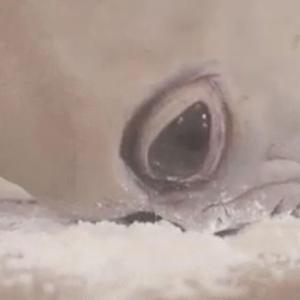 Abduction (Alien Drugs)