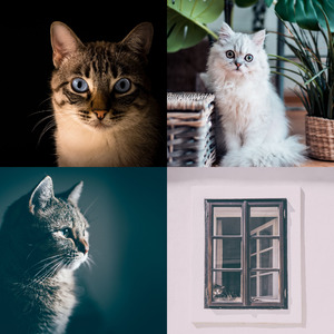 安静的训练猫声音