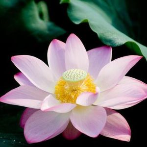 佛说圣佛母般若波罗密多心经