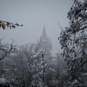 Mein Tierheim (Akustik Version)