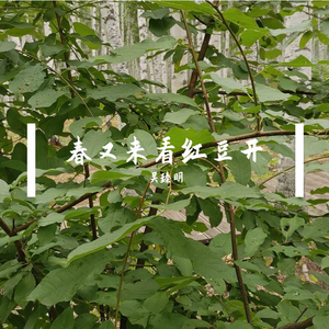 春又来看红豆开