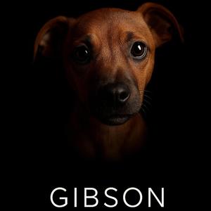 Gibson