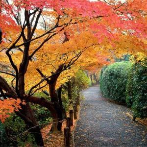 摇晃着昨天的微笑