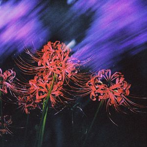 暮色芬芳