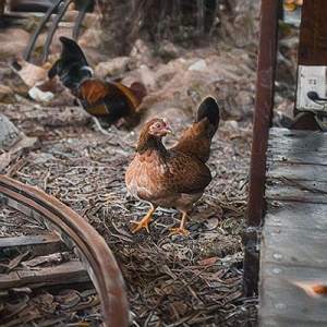 Chickens