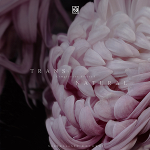 Society (Original Mix)