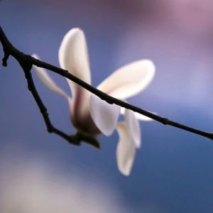 玉兰花开在鄂州_1