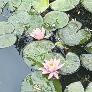 墨风立