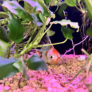 何とも言えないような