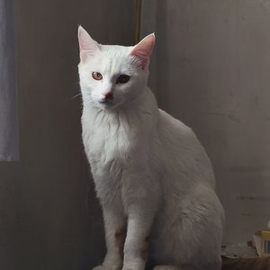 人世间 - 小提琴