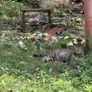 免费音效大全.wav