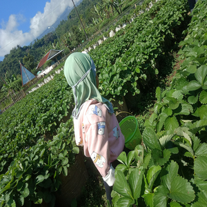Kembang Kerantil
