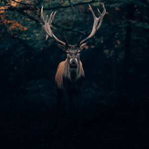 Kalle