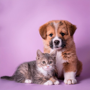 Melodías De Patitas Somnolientas