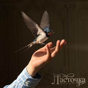 Ласточка