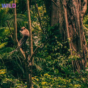 WILD