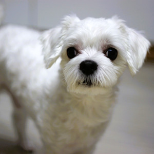 강아지와 별 보기