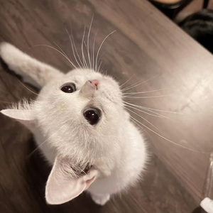 爱你但说不出口