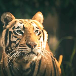 Ya Sher Aaya Maidan Main