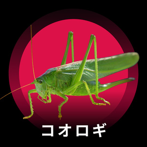 夜の癒しとコオロギの歌声