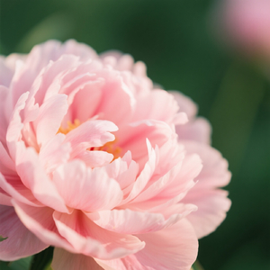 Pagi yang Kehilangan Suara