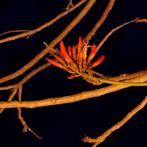 毛不易-东北民谣（KongTong Remix）