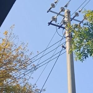 麦田 （cover蓝心羽）