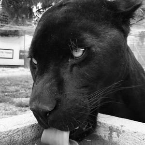 Young Weddaz-Black Samurai-黑色武士（GEZR / AEZR remix）