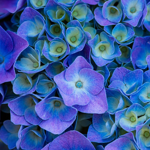 アサガオの約束