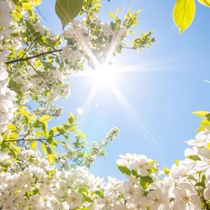 Sequoia (feat. Von Storm)