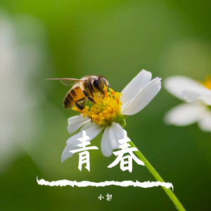 素洁的昙花
