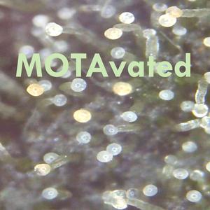 MOTAvated
