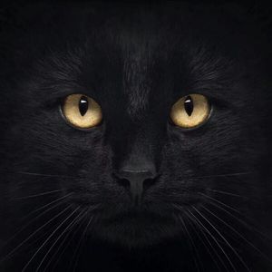 Black Cat