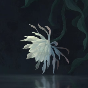 我让昙花开满回廊（氛围版）
