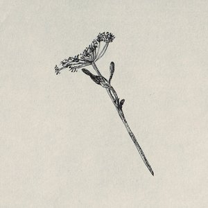 fibich