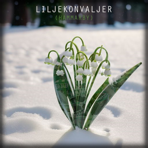 Liljekonvaljer (Hammarby)