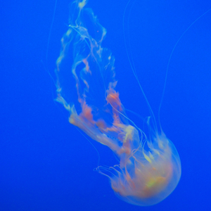 Dance Of The Jellyfish