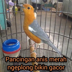 Pancingan Anis Merah Ngeplong Bikin Gacor (Live)