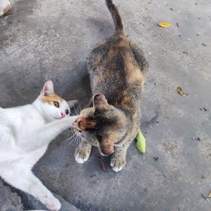 小半 cover陈粒.wav