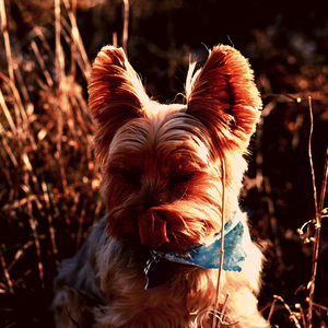 Chilled (Dog Anxiety)